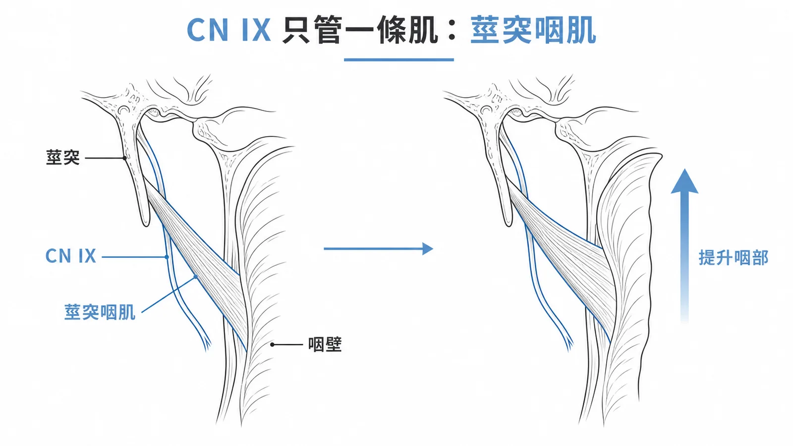 CN IX只支配一條肌肉:莖突咽肌,負責提升咽部