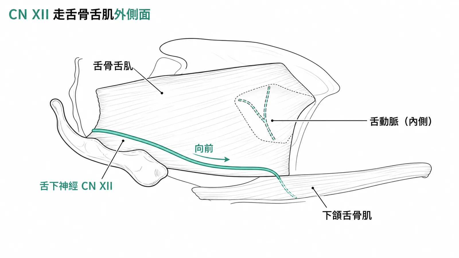 舌下神經CN XII走舌骨舌肌外表面再潛入下頷舌骨肌深層