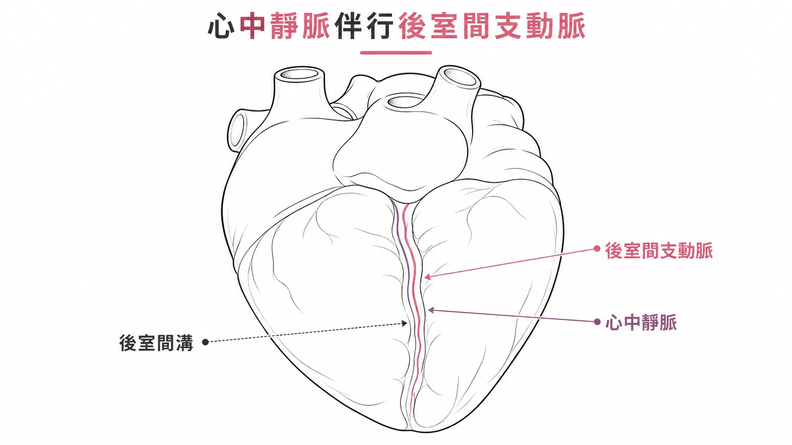 心中靜脈伴行後室間支動脈走在後室間溝