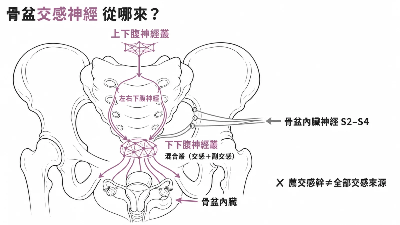 骨盆交感神經路徑:上下腹神經叢經下腹神經進入混合叢