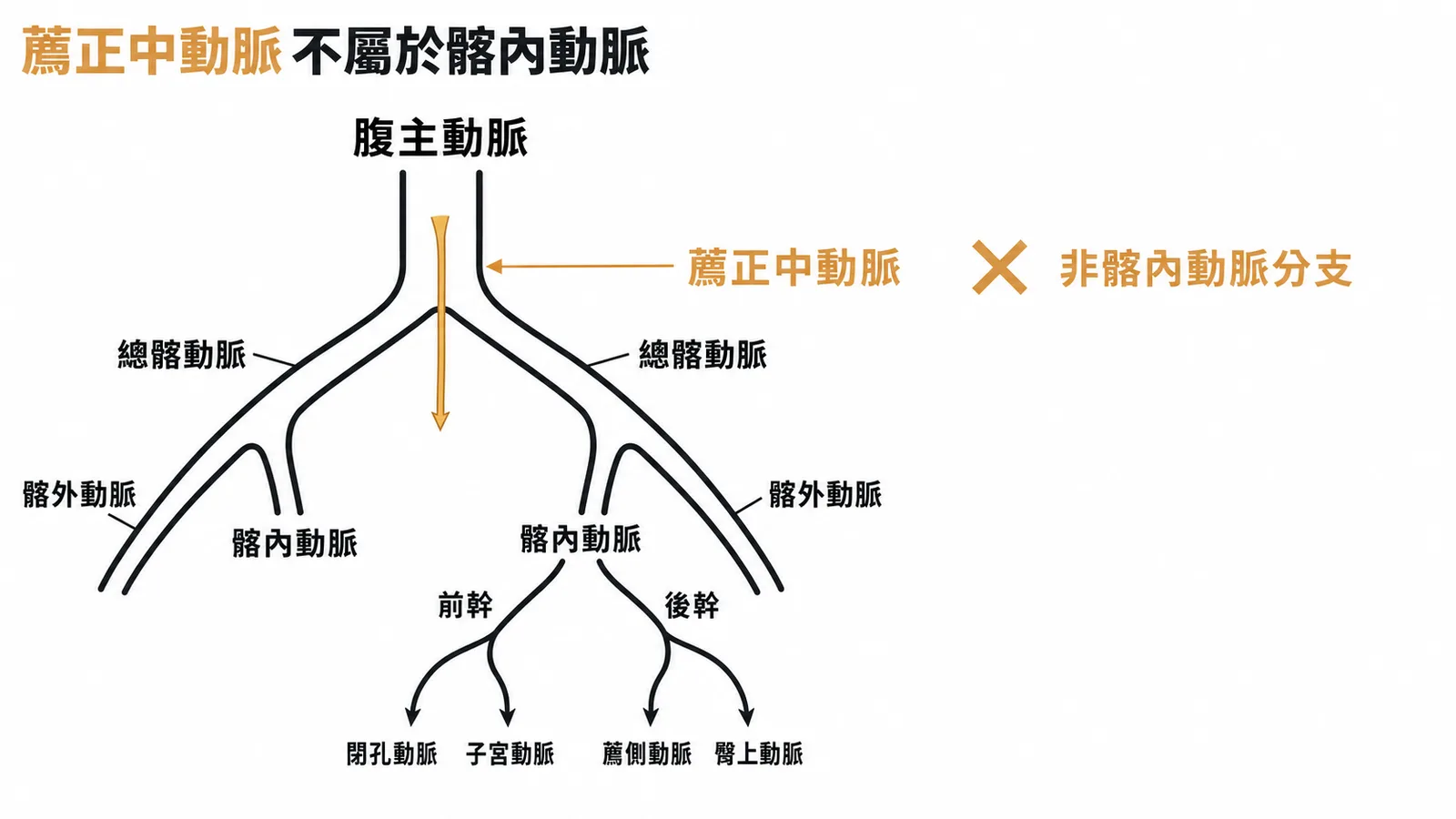 薦正中動脈從腹主動脈直接分出,非髂內動脈分支