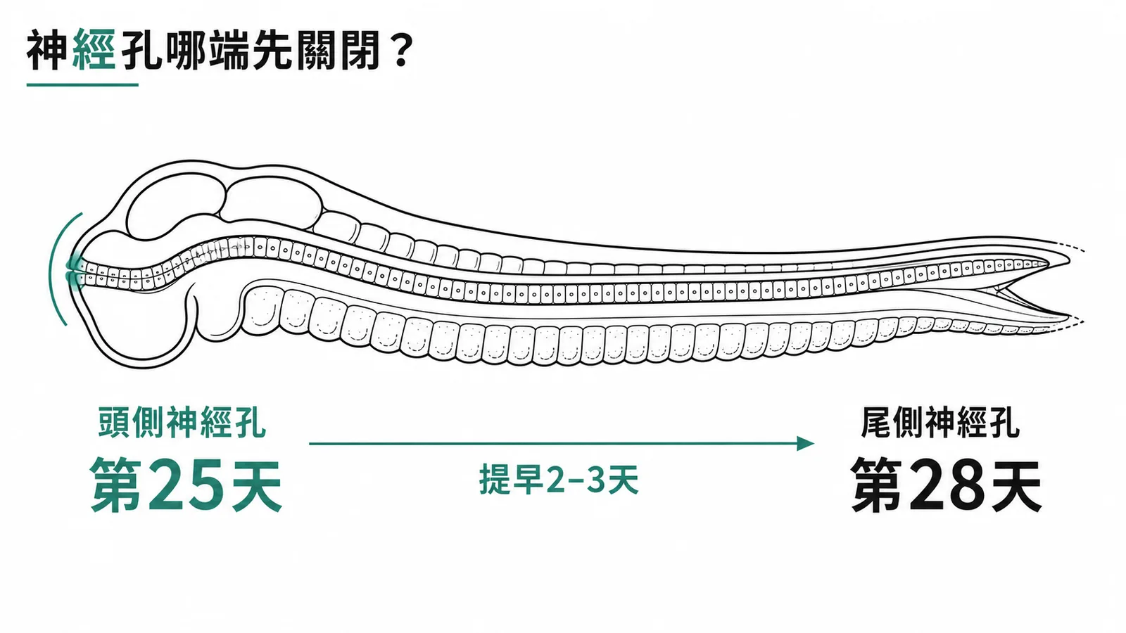 頭側與尾側神經孔關閉時間的比較示意圖