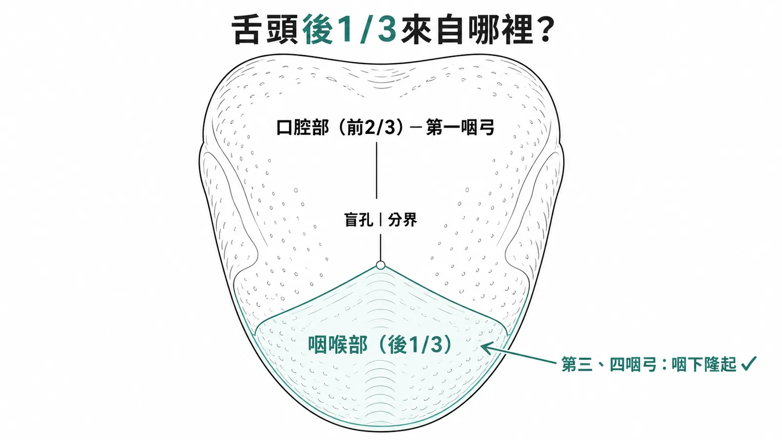 舌頭發育俯視圖:後1/3咽喉部來自咽下隆起