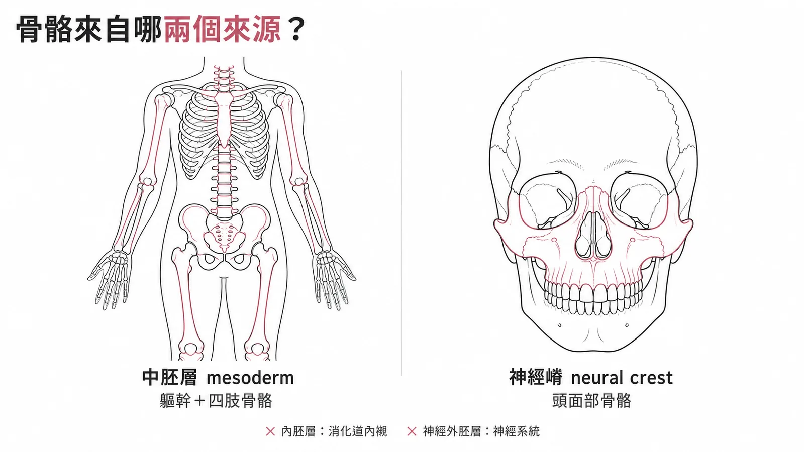 骨骼系統兩大來源:中胚層與神經嵴的對照示意圖