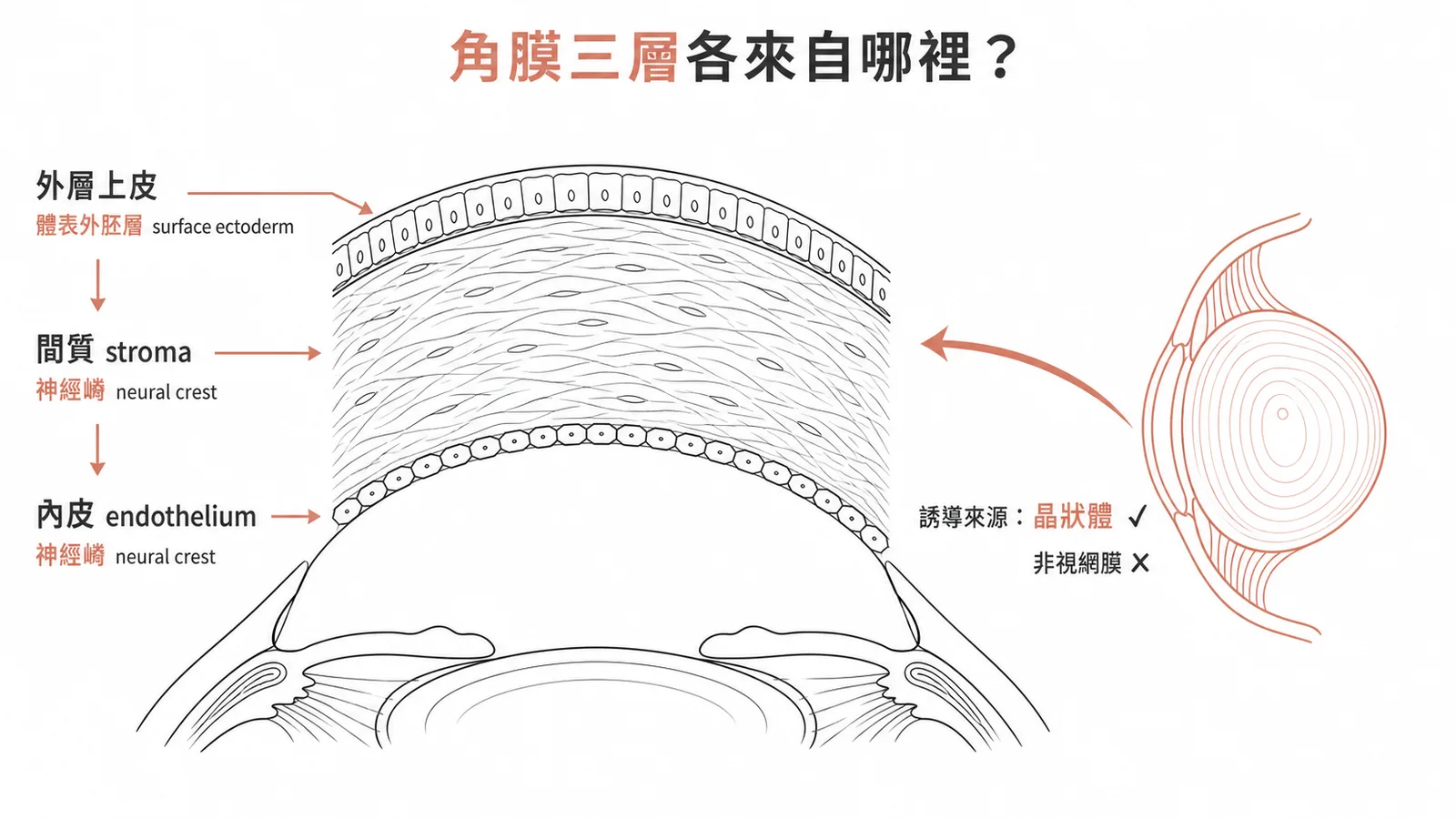 角膜三層發育來源與晶狀體誘導示意圖