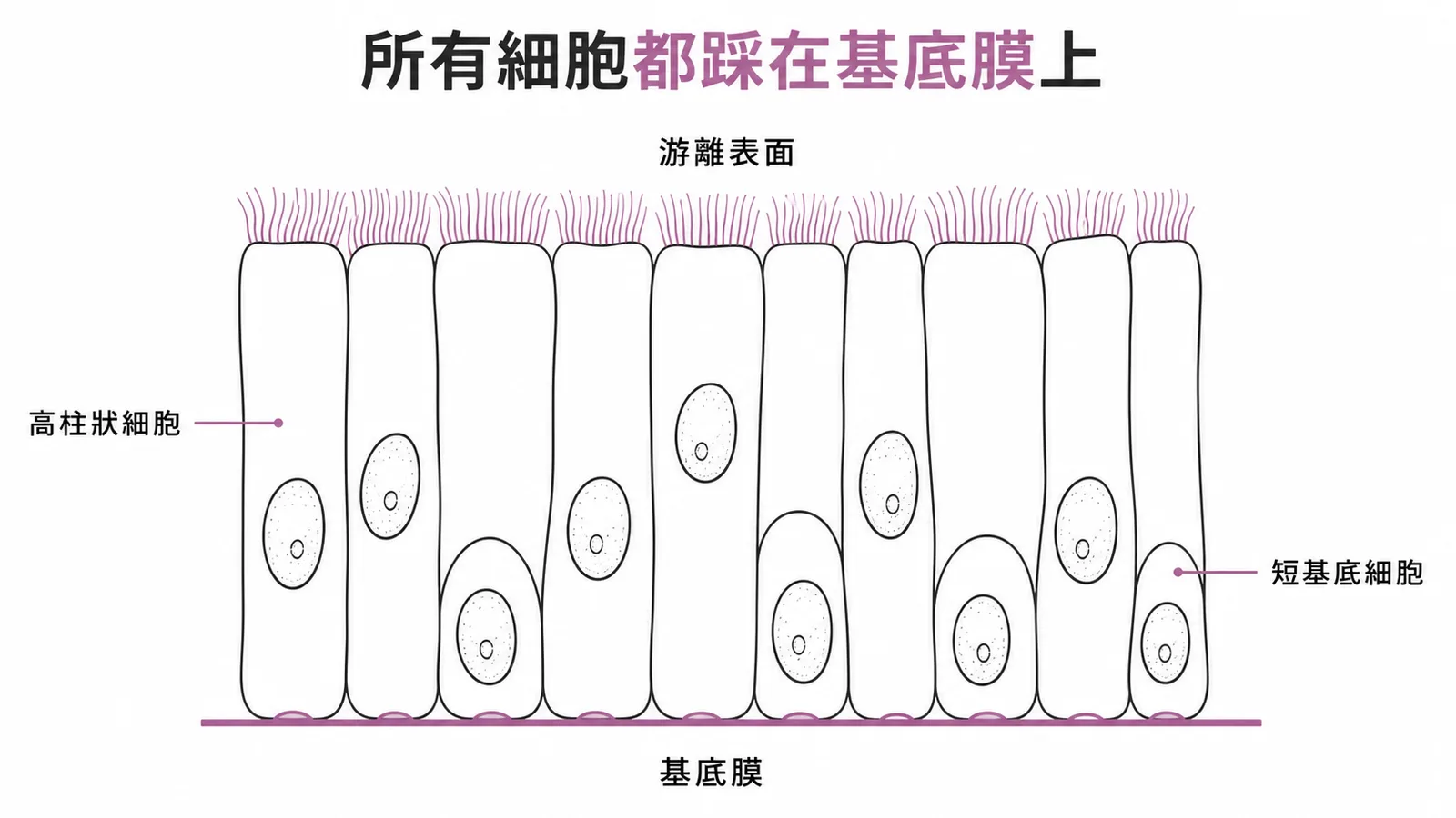 偽複層柱狀上皮：所有細胞底部接觸基底膜，高柱狀細胞帶纖毛達游離表面，矮基底細胞不達頂部