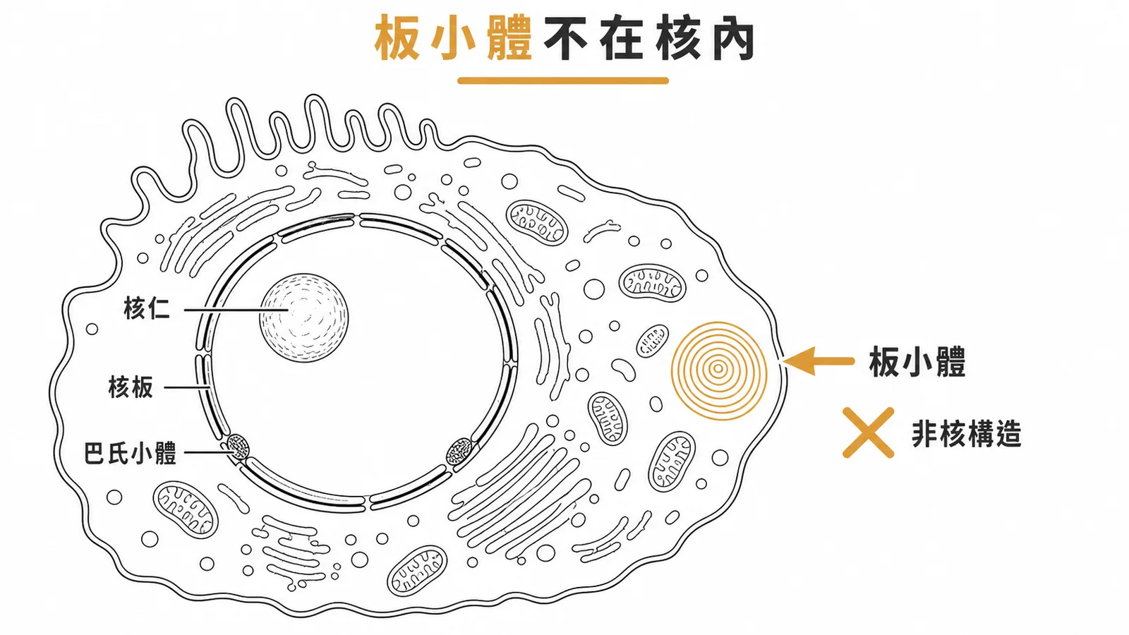 板小體（lamellar body）位於胞質而非細胞核內，是肺泡第二型細胞儲存表面活性物質的胞器