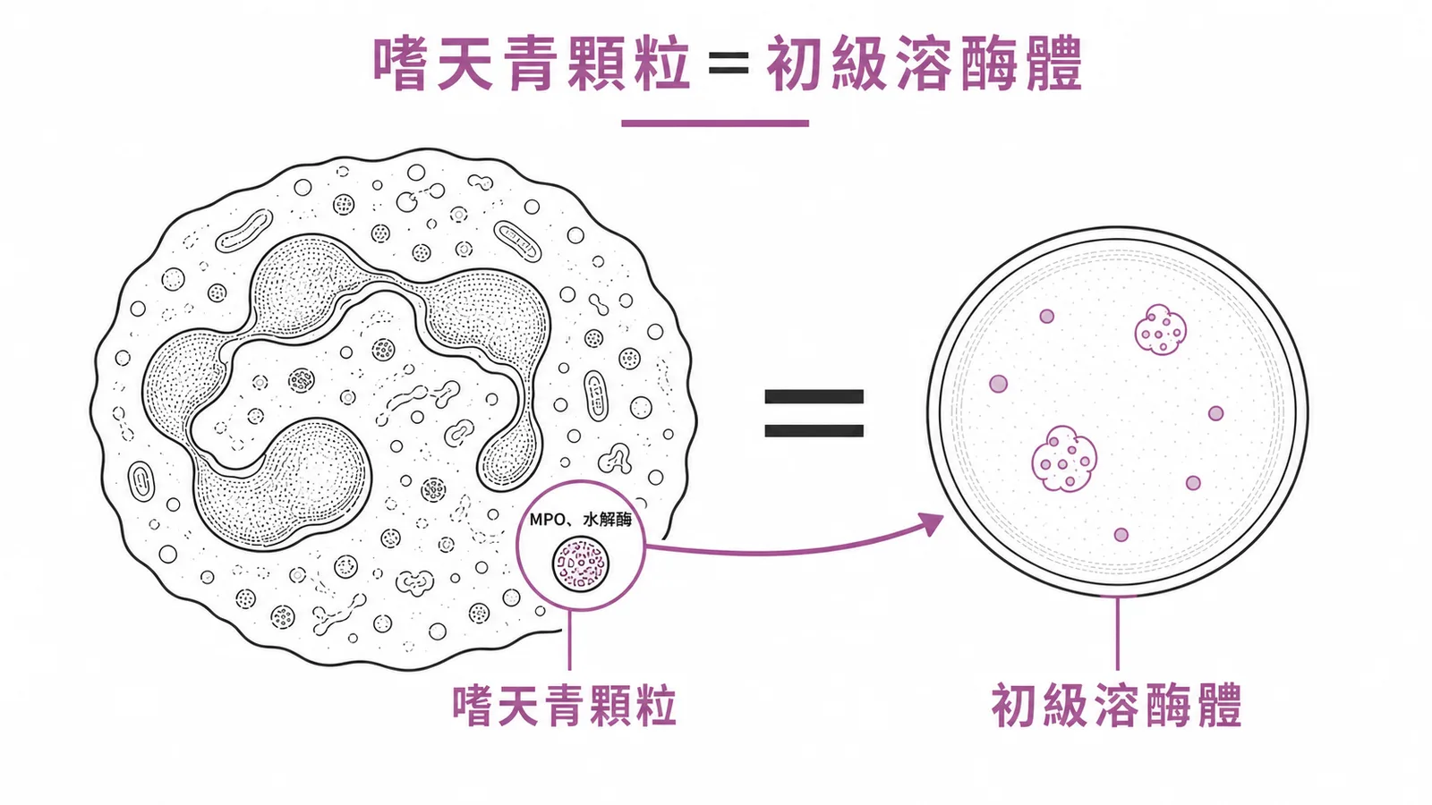 嗜天青顆粒等同初級溶酶體，含髓過氧化物酶與水解酶