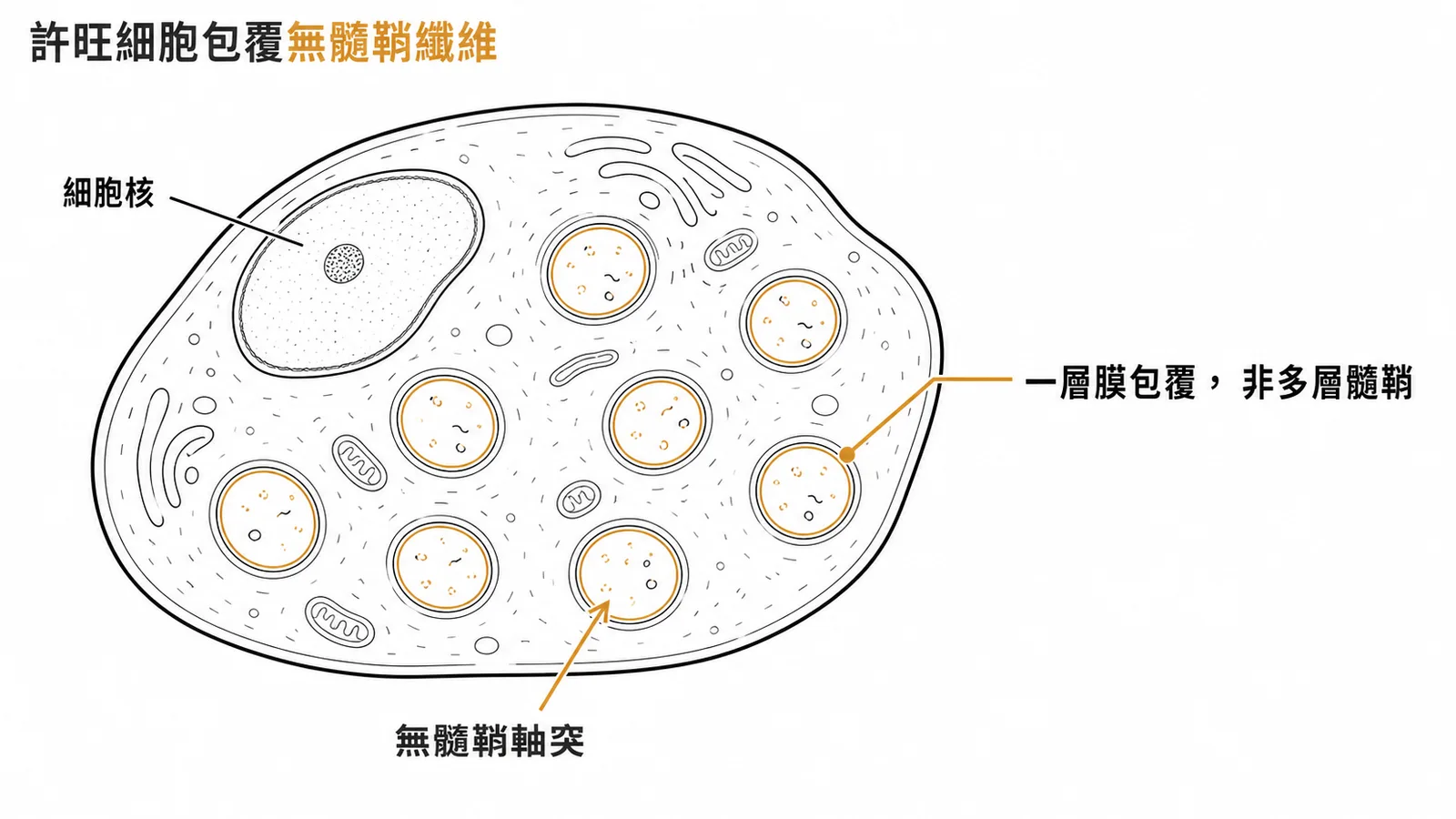 許旺細胞橫截面：多條無髓鞘軸突嵌在胞質中，各以一層膜包覆而非多層髓鞘