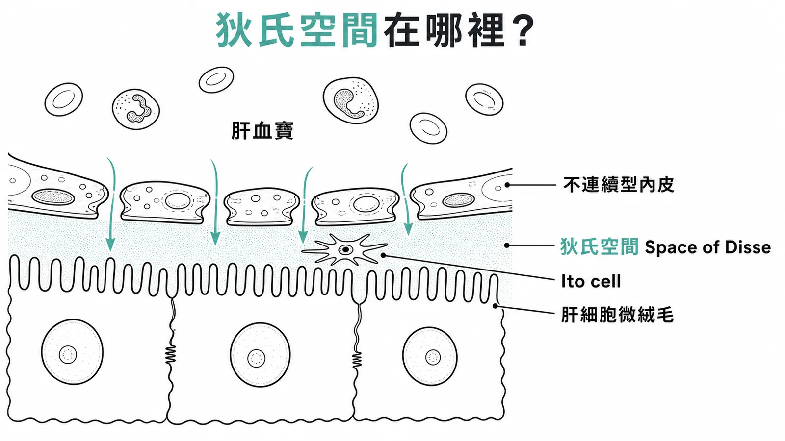 狄氏空間位於肝血竇不連續型內皮與肝細胞微絨毛之間，內含伊東細胞