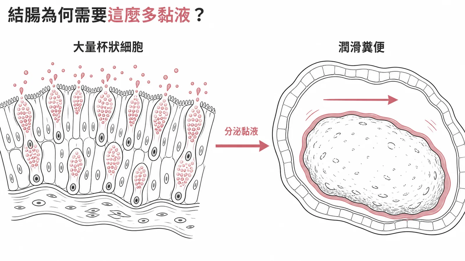 結腸上皮有大量杯狀細胞分泌黏液潤滑糞便
