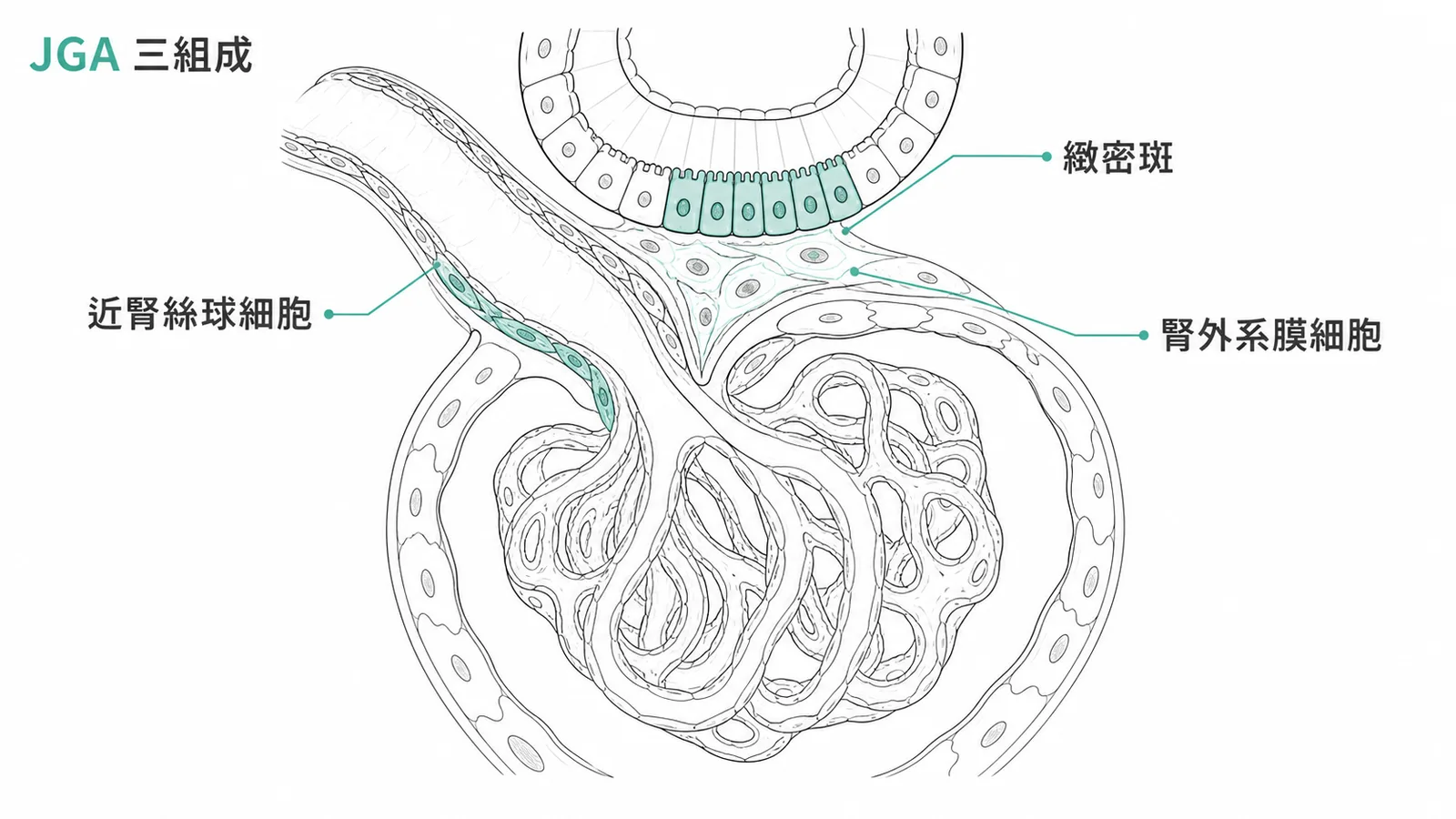 近腎絲球器由緻密斑、近腎絲球細胞與腎外系膜細胞三部分組成