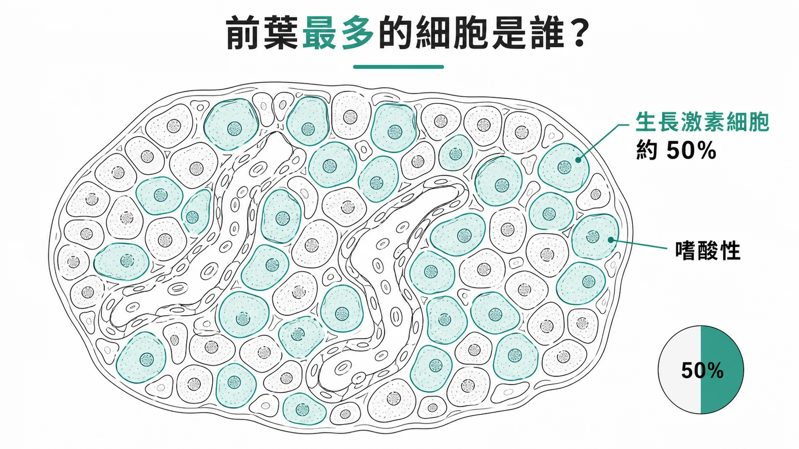 生長激素細胞（somatotropes）佔腦下腺前葉約50%，是數量最多的嗜酸性細胞
