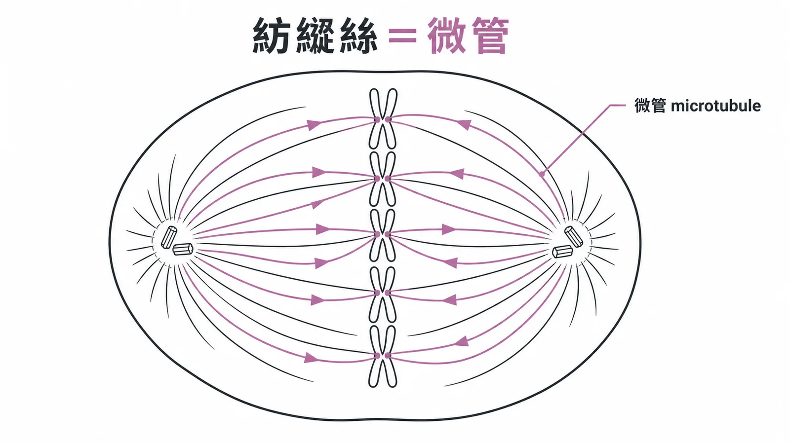 紡綞絲由微管組成，中心體向染色體發出紡綞絲示意圖