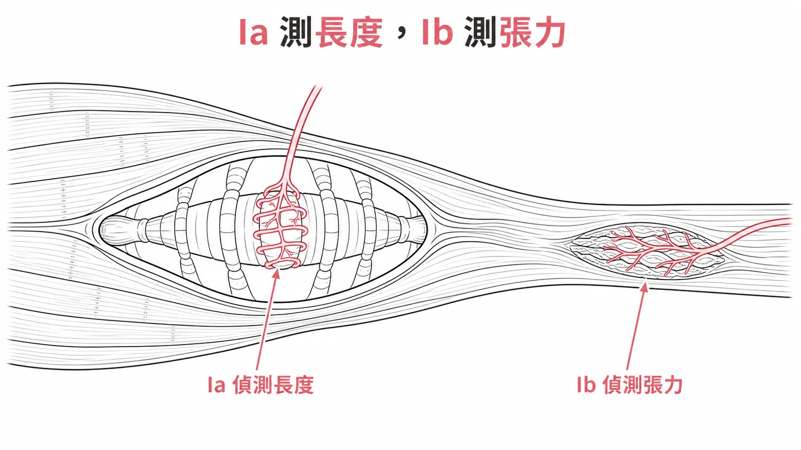 Ia型感覺神經偵測肌梭長度變化，Ib型偵測高爾基腱器張力