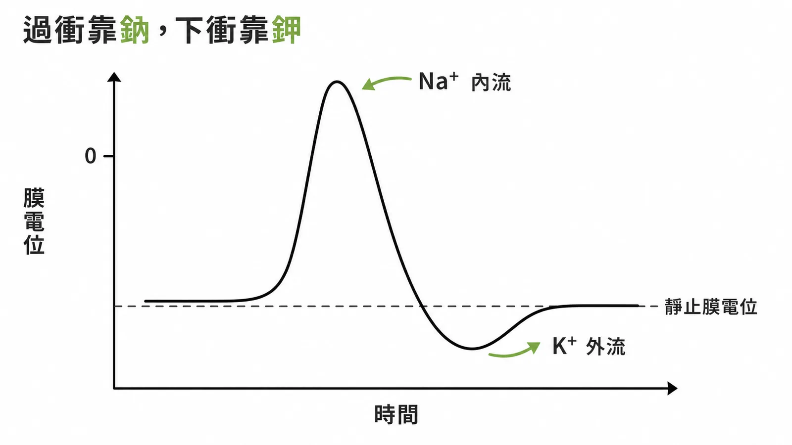 動作電位曲線：過衝時Na⁺內流、下衝時K⁺外流