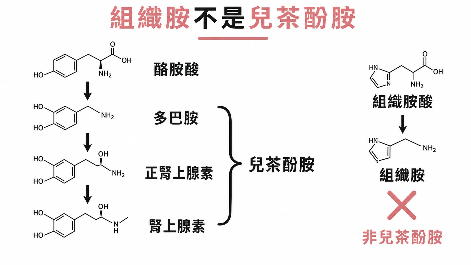 兒茶酚胺合成路徑（酪胺酸→多巴胺→正腎上腺素→腎上腺素）vs 組織胺（非兒茶酚胺）