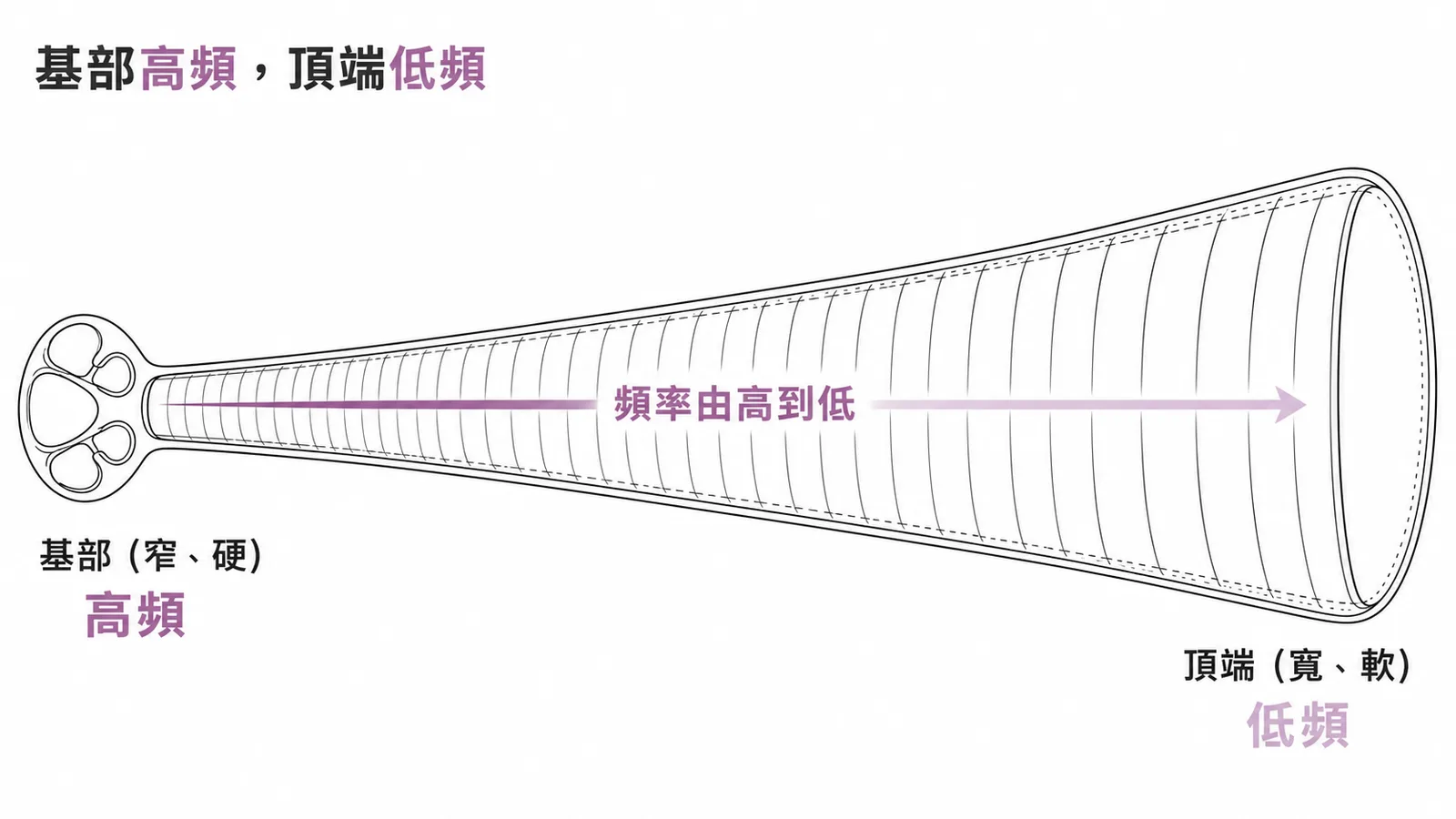 耳蝸頻率空間映射：基部窄硬對應高頻，頂端寬軟對應低頻