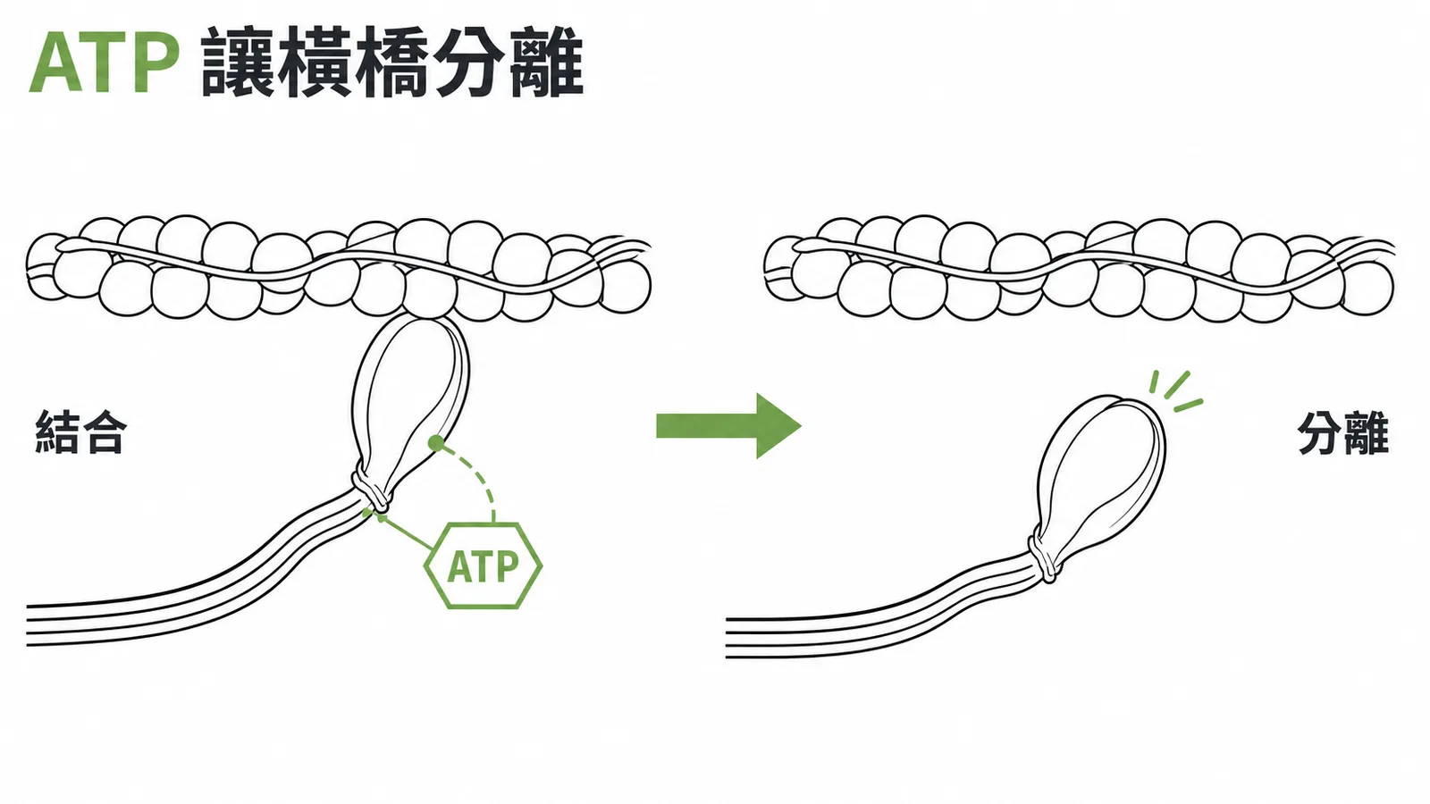 ATP結合肌凝蛋白頭部使橫橋分離示意圖