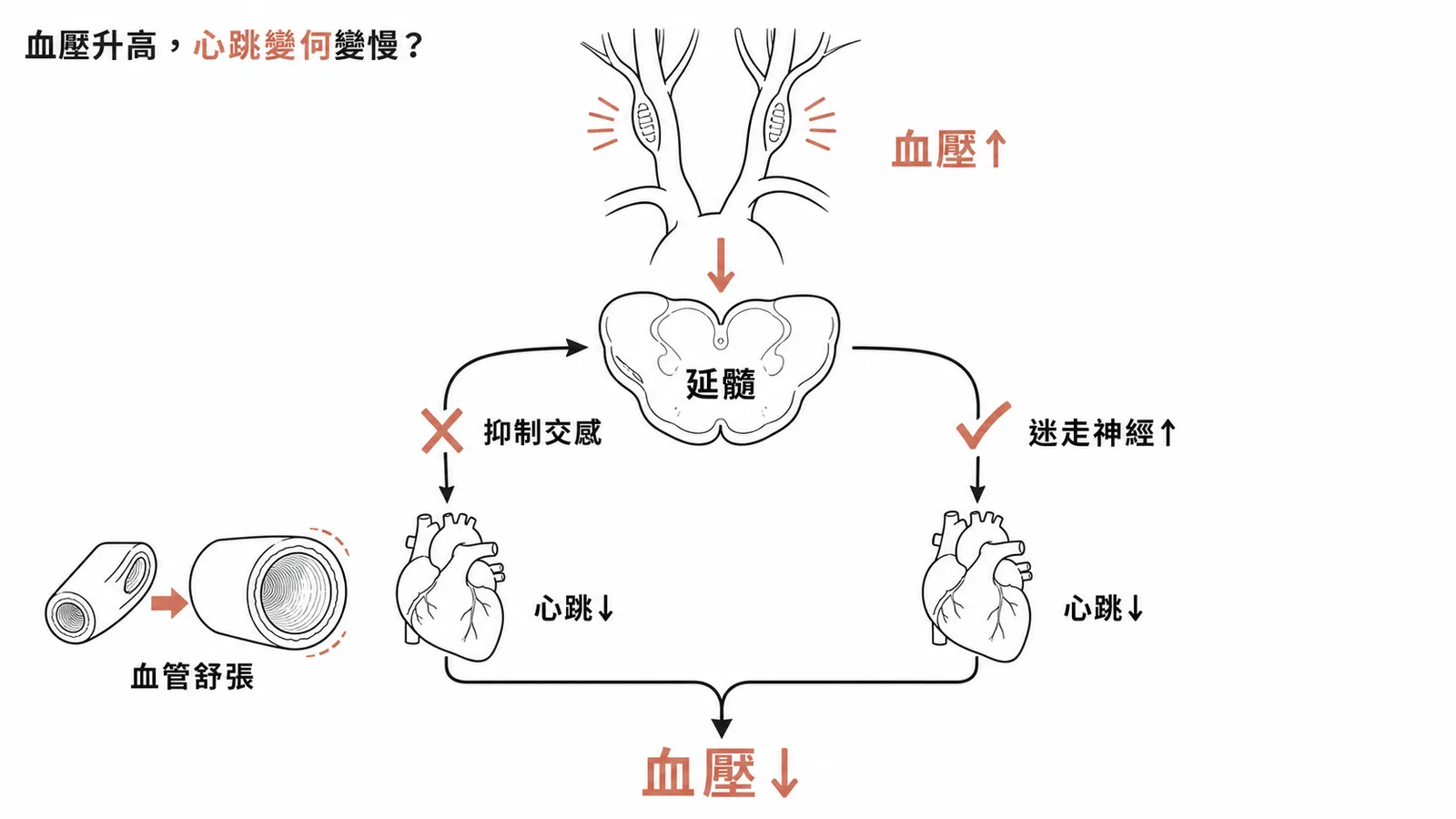 壓力受器反射：血壓升高時延髓抑制交感並增加迷走神經活性使心跳減慢