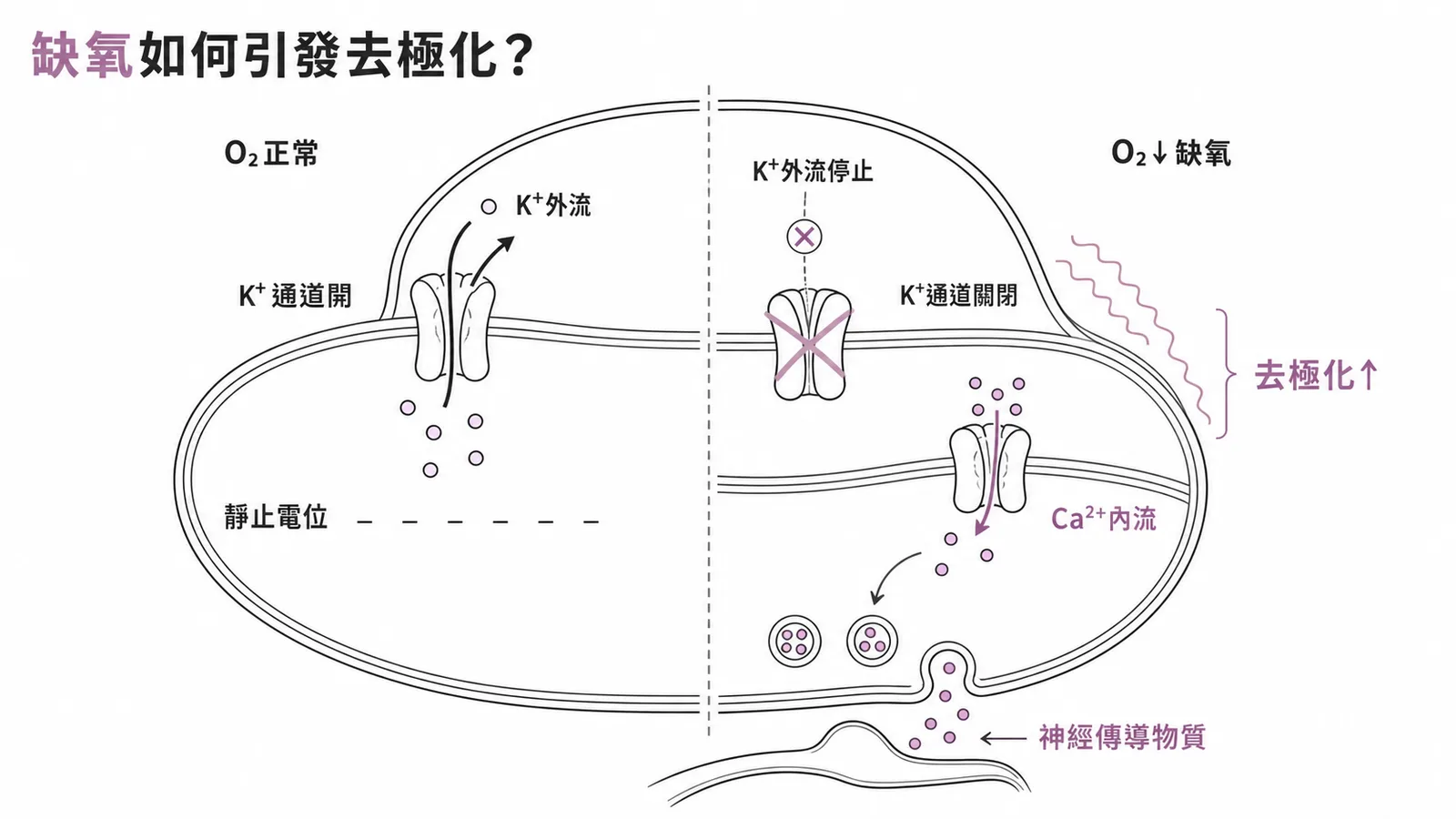 球細胞缺氧時K⁺通道關閉引發去極化與Ca²⁺內流釋放神經傳導物質