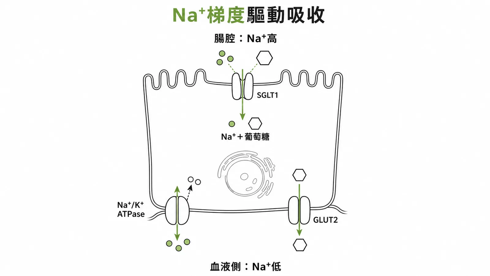 Na⁺梯度驅動SGLT1吸收葡萄糖與Na⁺/K⁺ ATPase維持梯度示意圖