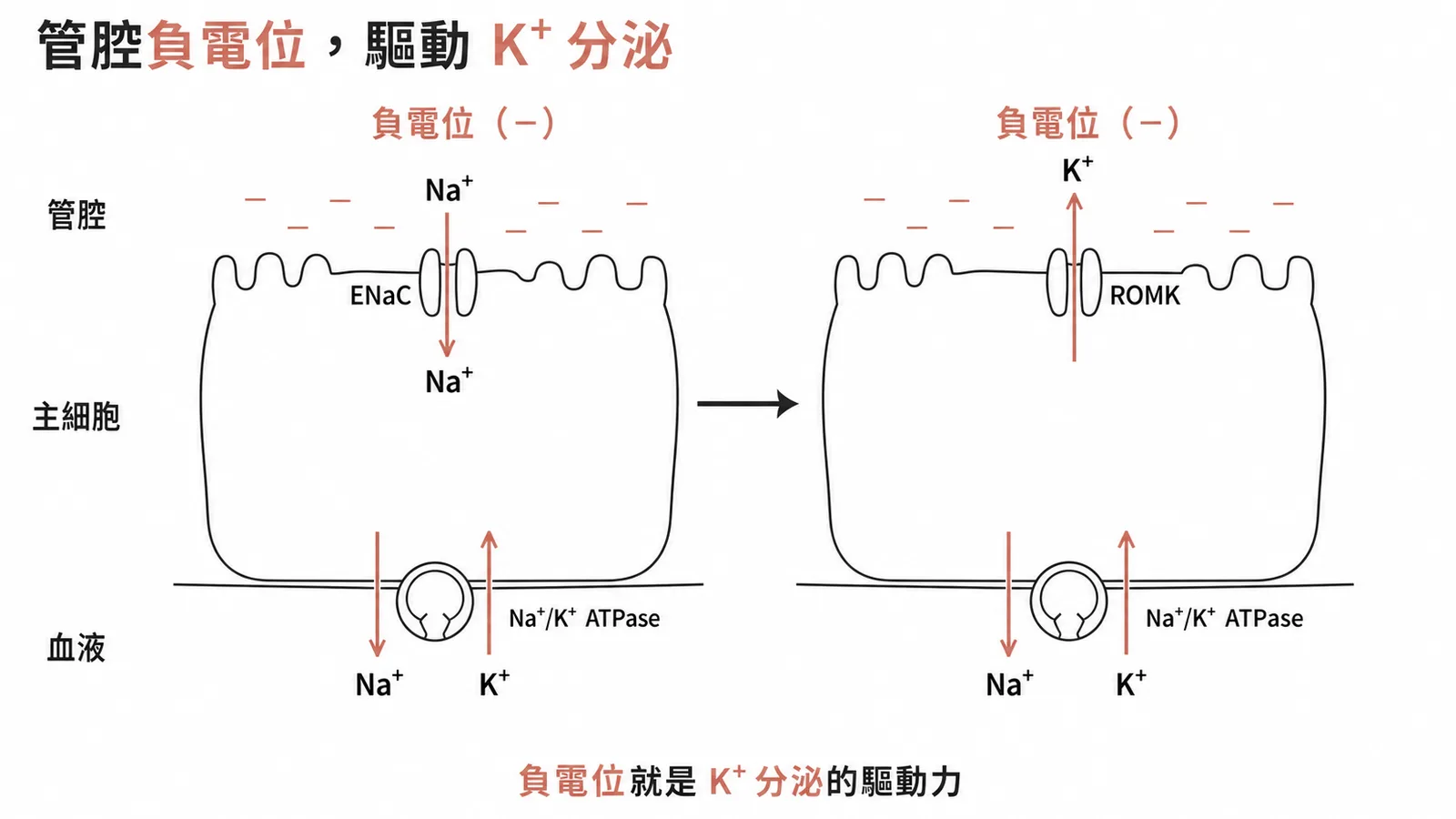 遠端腎小管主細胞ENaC吸收Na⁺造成管腔負電位驅動ROMK分泌K⁺