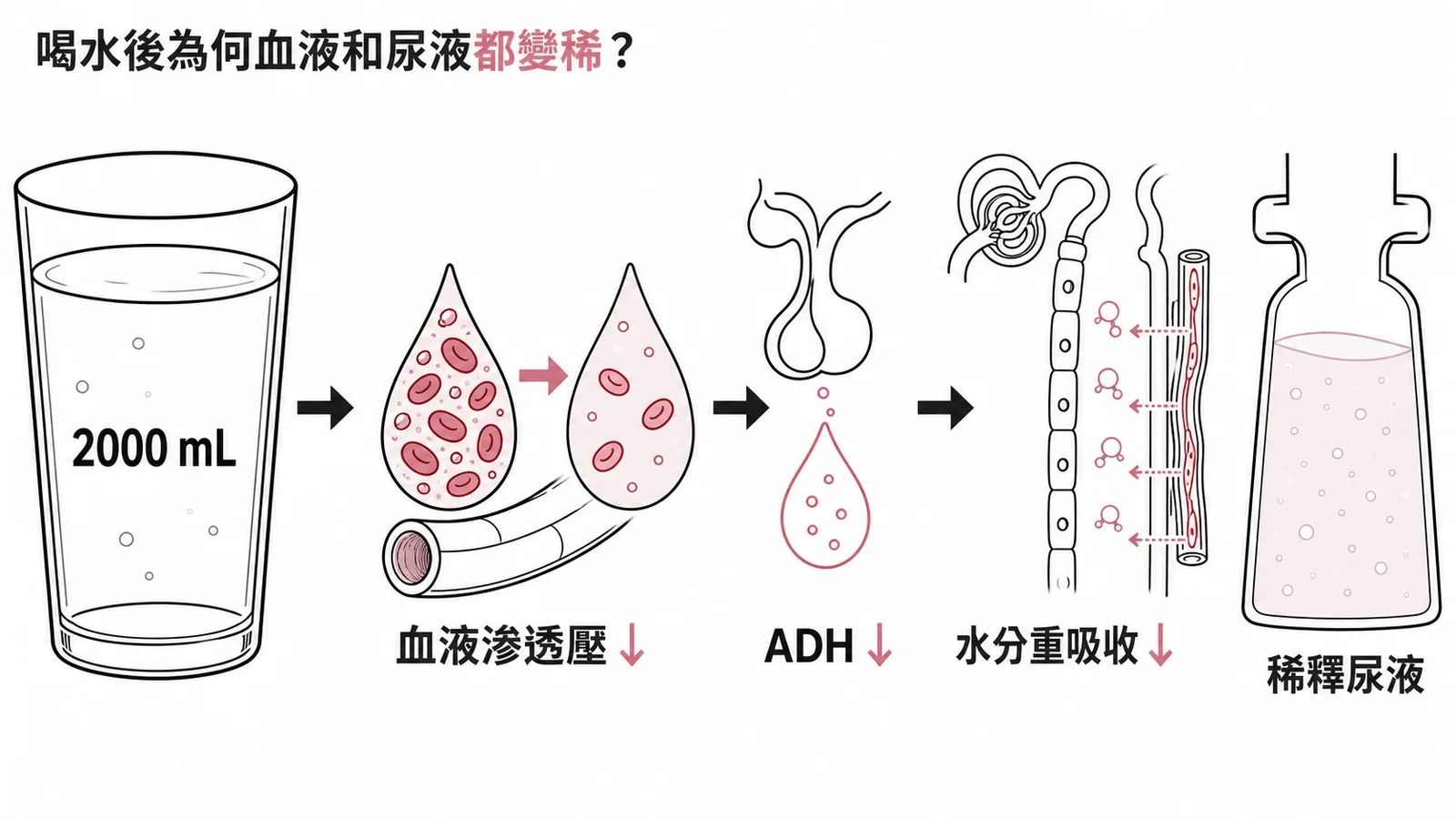 喝水後血液與尿液滲透壓皆降低的機轉流程