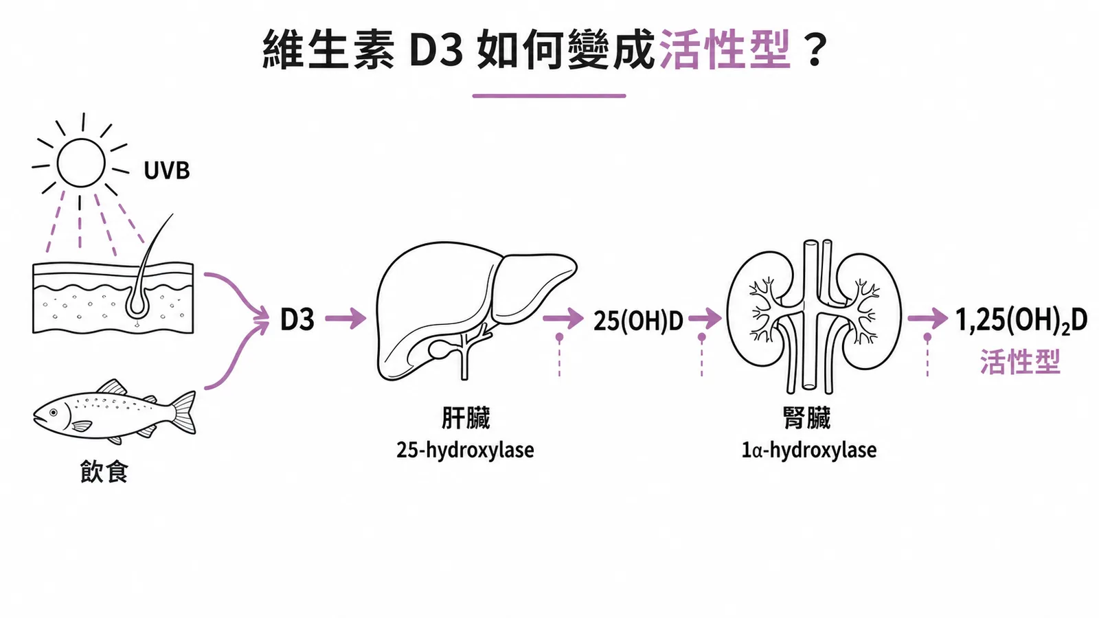 維生素D3經肝腎兩次羥基化變成活性型calcitriol的流程
