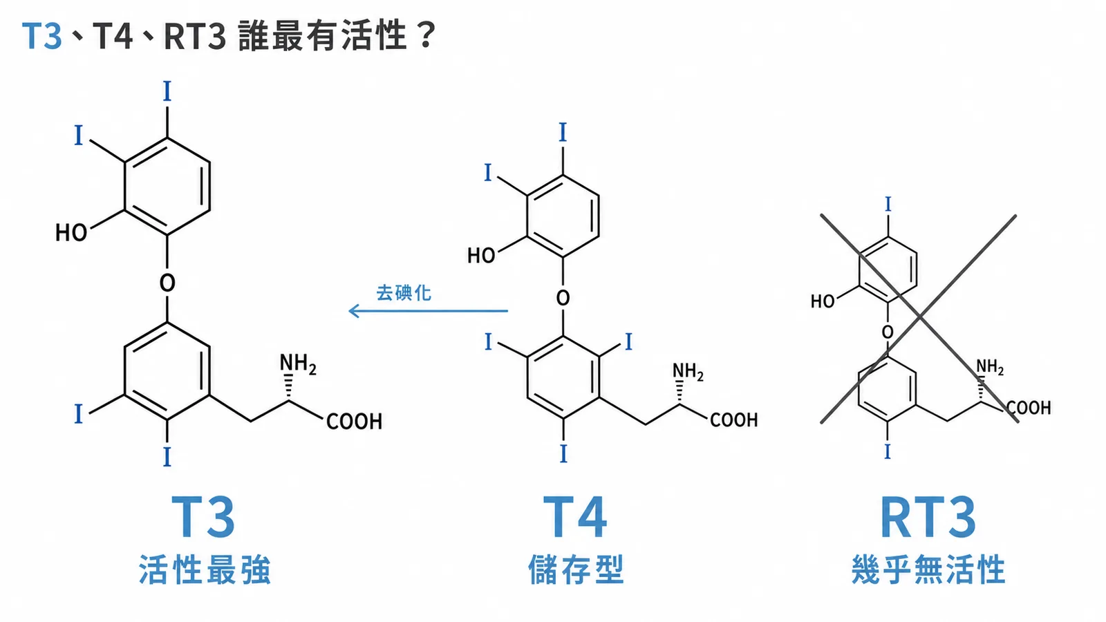 T3活性最強、T4為儲存型、RT3幾乎無活性的比較