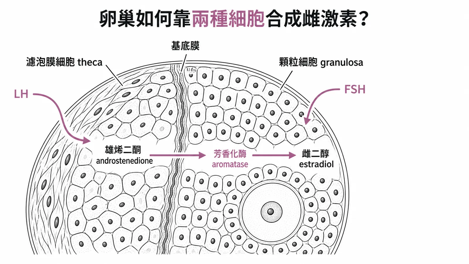 卵巢濾泡膜細胞與顆粒細胞協同合成雌激素的兩種細胞學說