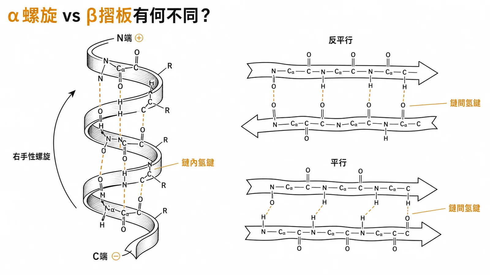 α螺旋與β摺板結構特徵的比較示意圖