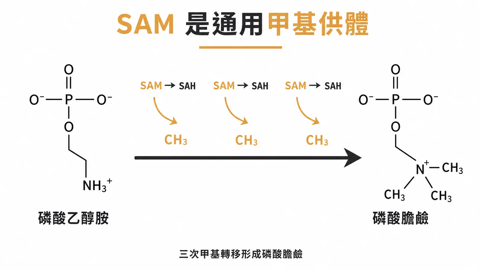 SAM 是通用甲基供體:磷酸乙醇胺經三次 SAM 甲基轉移形成磷酸膽鹼