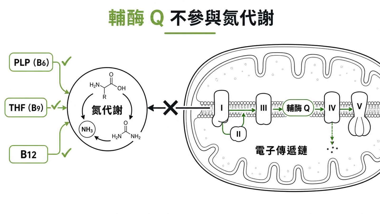 輔酶 Q 不參與氮代謝:PLP、THF、B12 參與氮代謝,輔酶 Q 屬於電子傳遞鏈的能量代謝