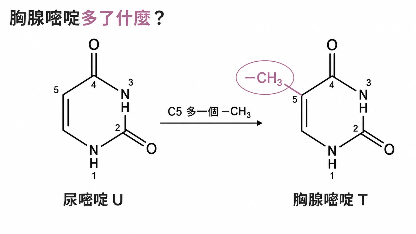 胸腺嘧啶比尿嘧啶多一個甲基:Thymine 在 C5 多了 -CH₃
