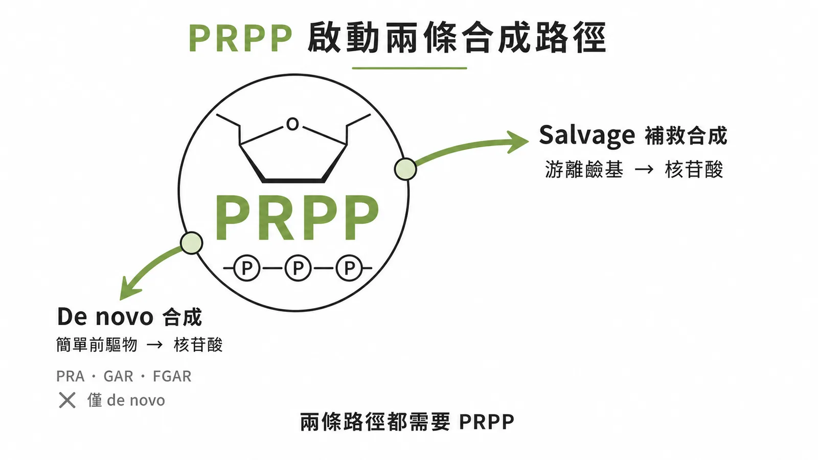 PRPP 啟動兩條核苷酸合成路徑:de novo 與 salvage 皆需 PRPP