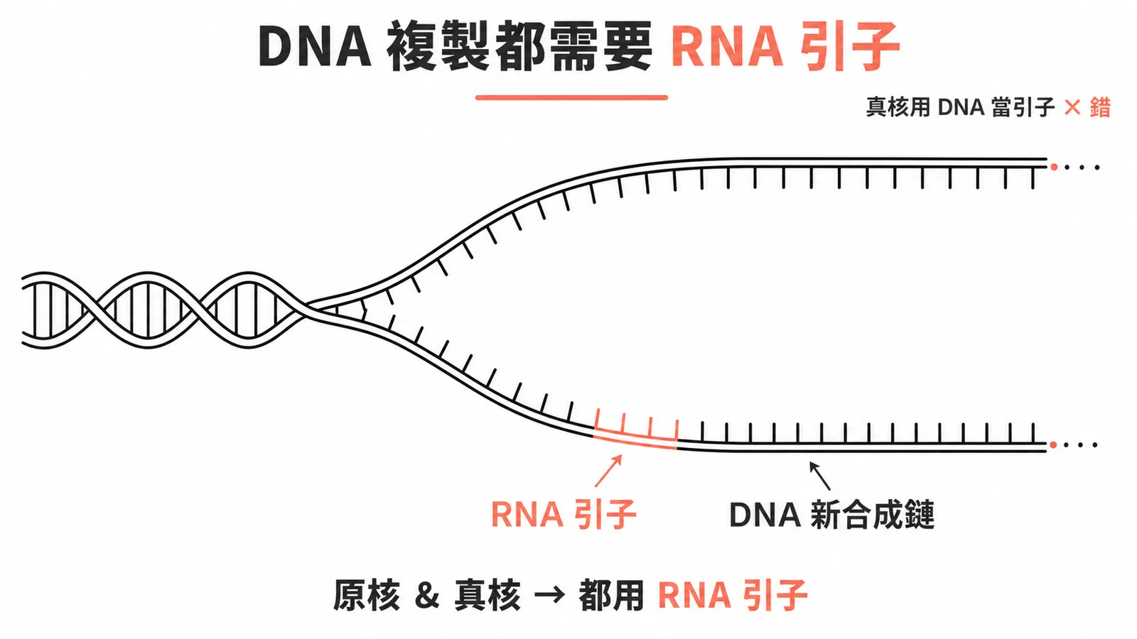 DNA 複製都需要 RNA 引子:原核與真核皆以 RNA primer 啟動複製