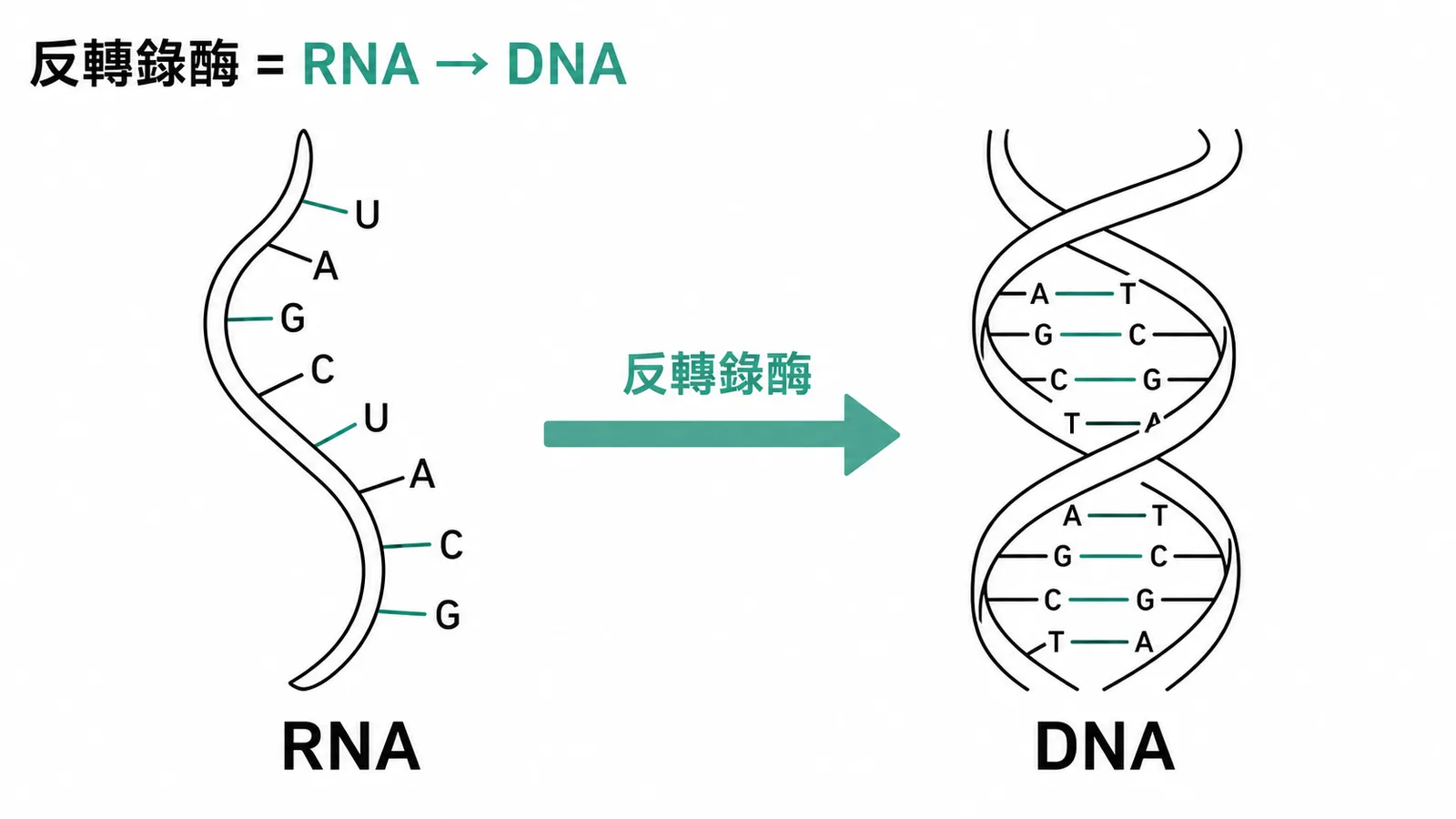 反轉錄酶以 RNA 為模板合成 DNA