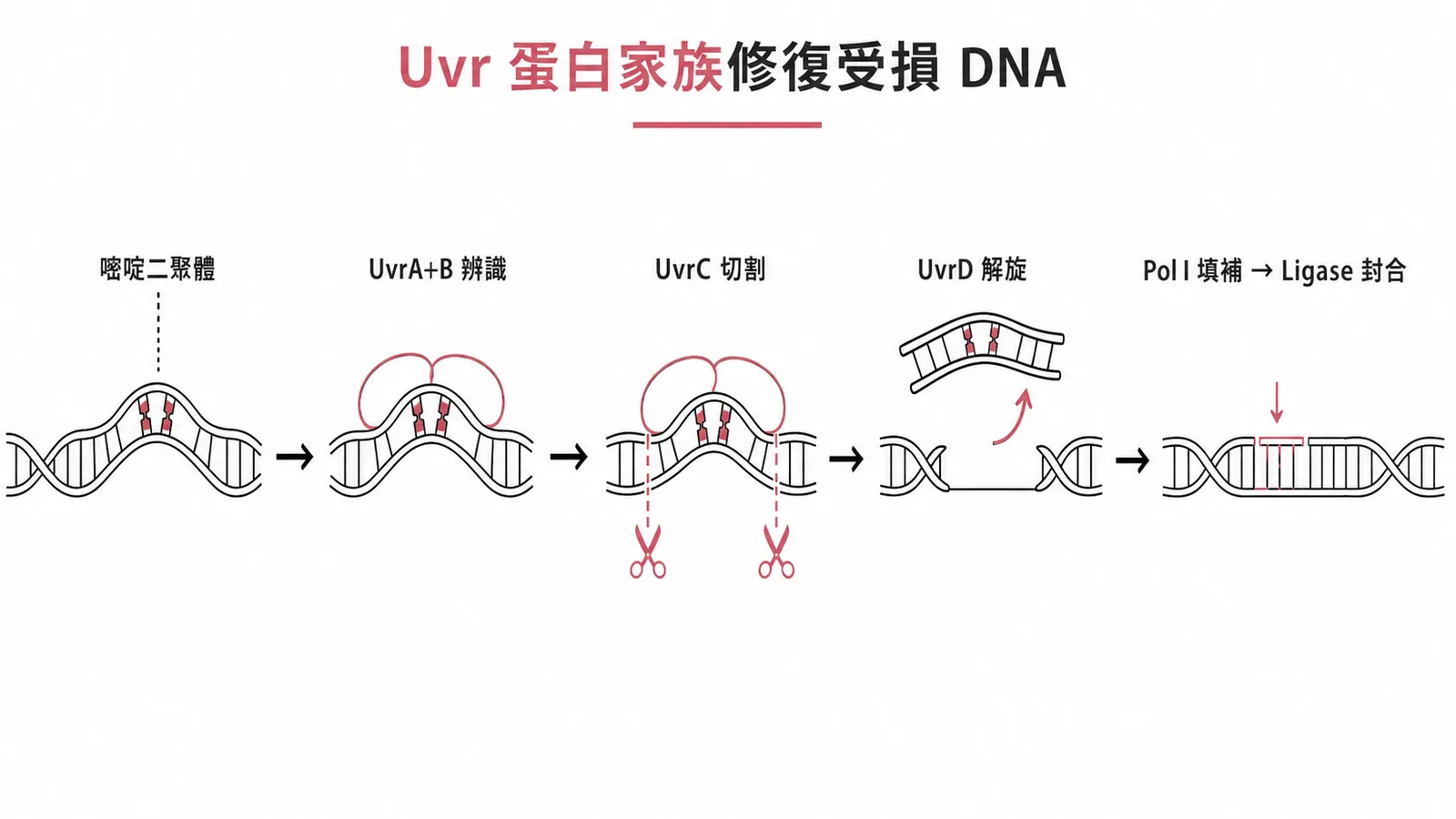 Uvr蛋白家族修復受損DNA的流程:UvrAB辨識→UvrC切割→UvrD解旋→PolI填補→Ligase封合