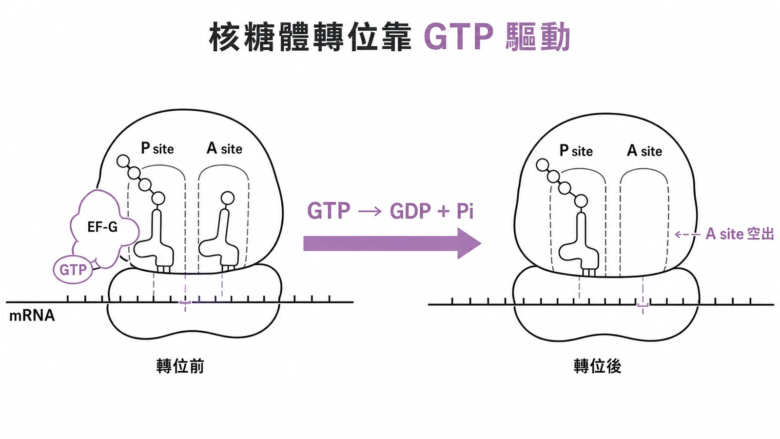 核糖體轉位由EF-G水解GTP驅動,A site空出接下一個aminoacyl-tRNA