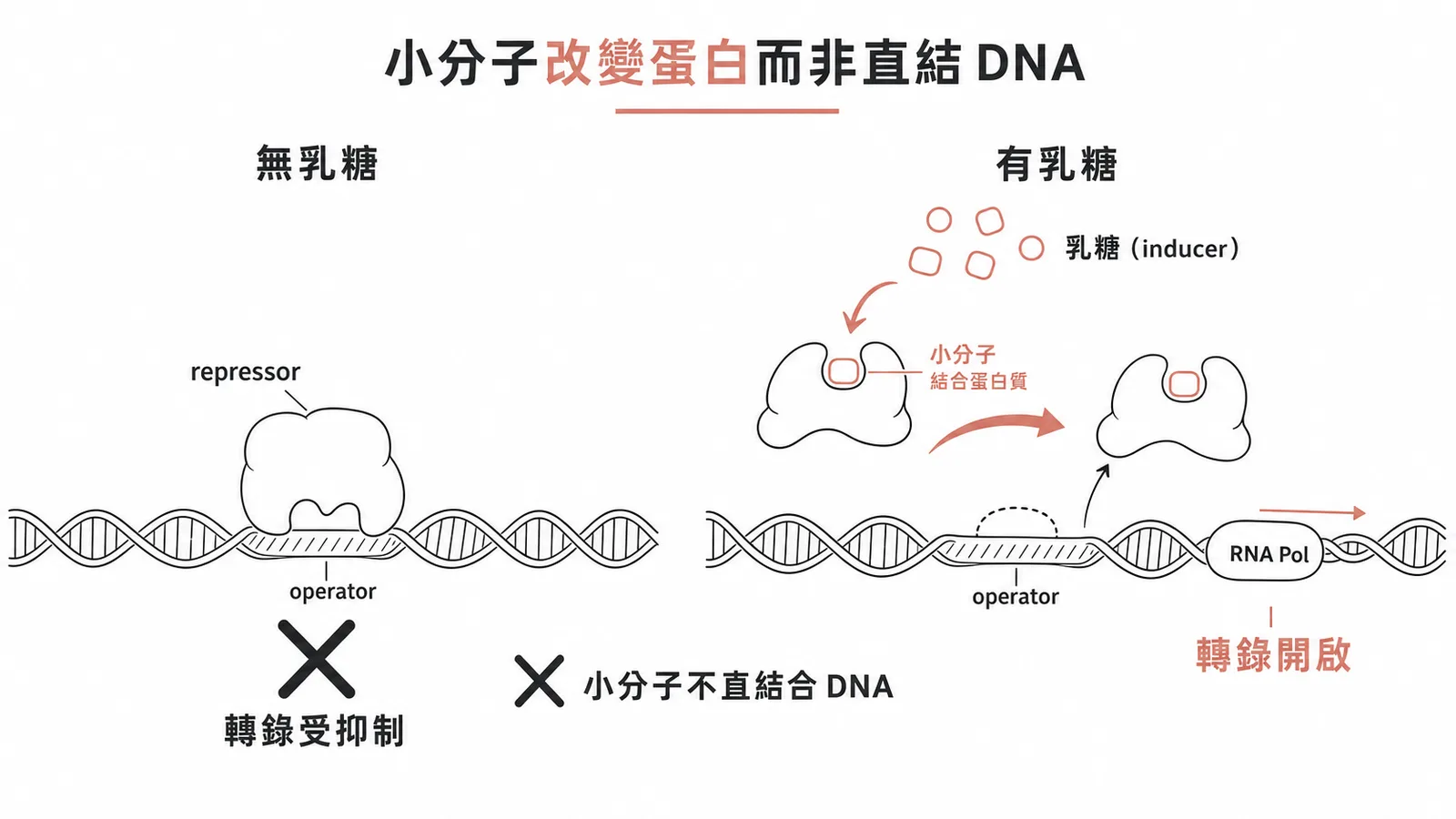 小分子結合調節蛋白改變構型,間接影響DNA結合,而非直接結合DNA