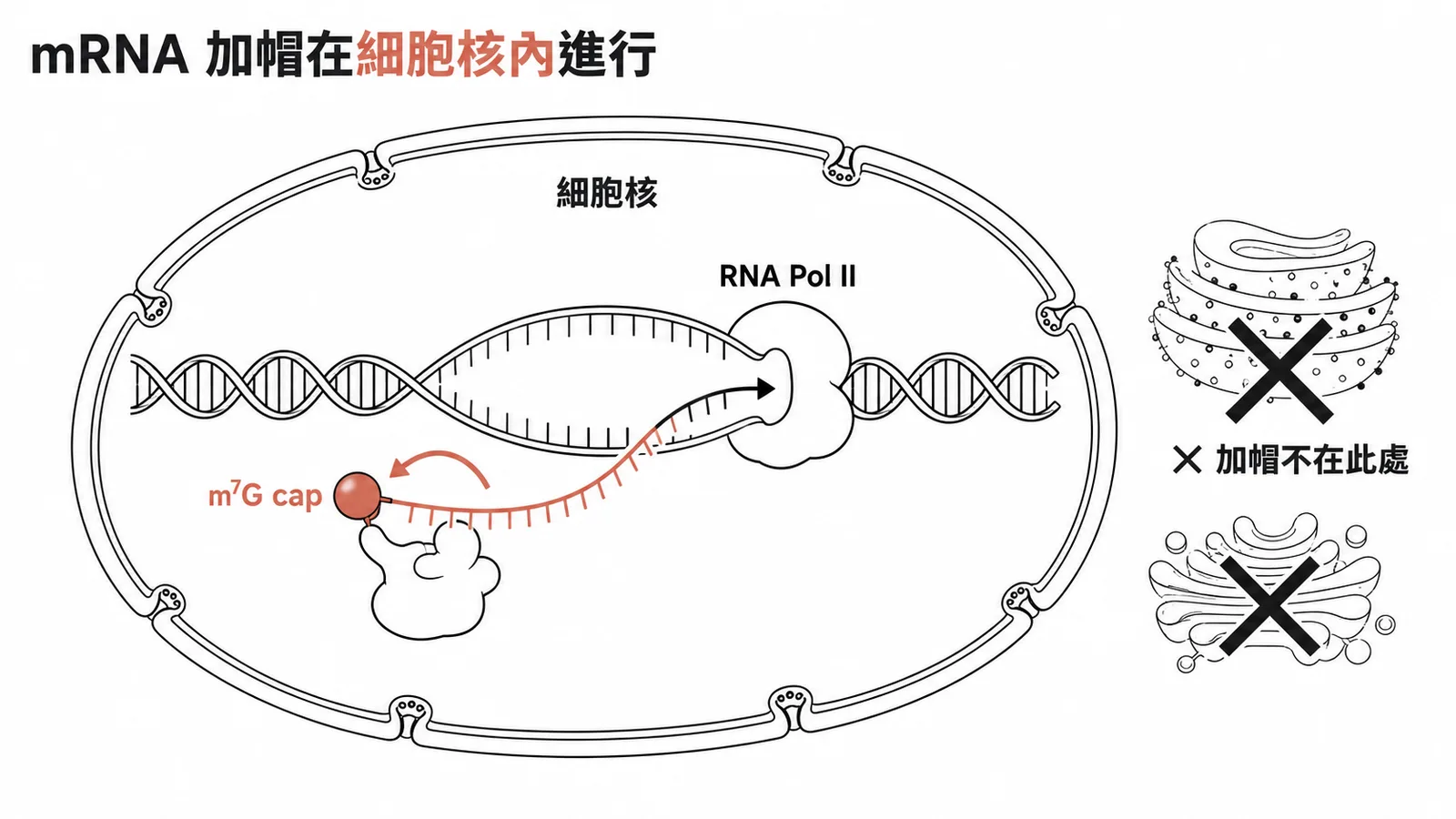 mRNA加帽在細胞核內由RNA Pol II共轉錄完成,非在內質網或高基氏體