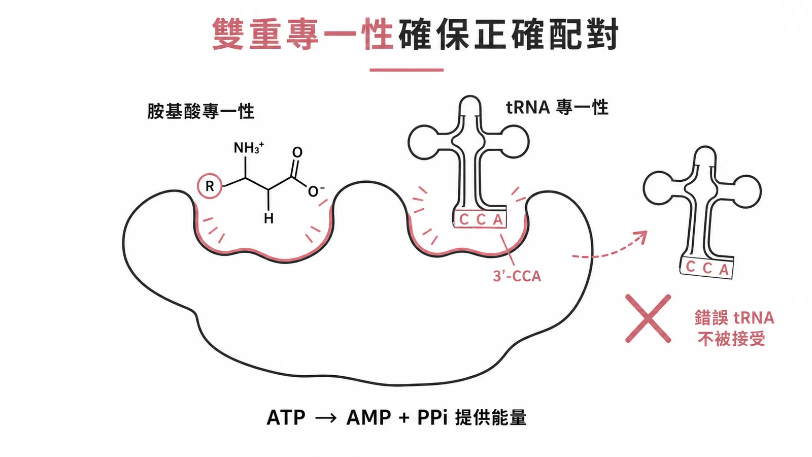 aminoacyl-tRNA synthetase具雙重專一性,對胺基酸和tRNA皆高度專一