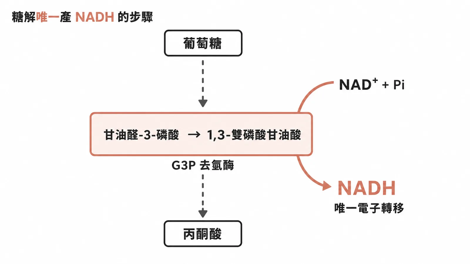 糖解中唯一將電子轉給NAD+的步驟:G3P dehydrogenase催化甘油醛-3-磷酸氧化產生NADH