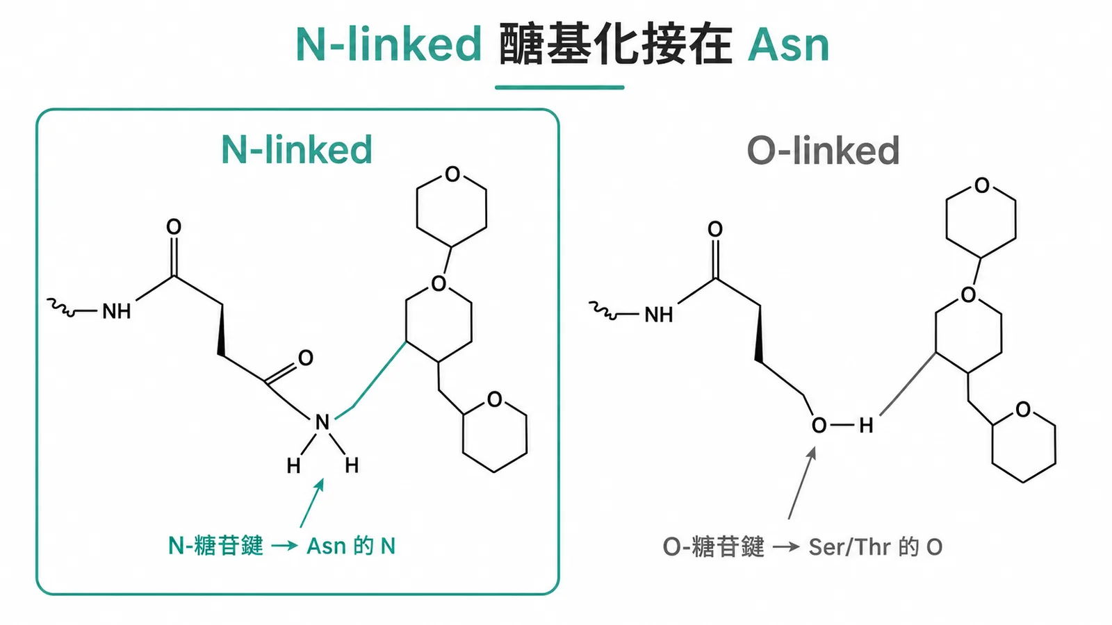 N-linked醣基化透過N-糖苷鍵接在asparagine的醯胺氮上,O-linked則接在Ser/Thr的氧上