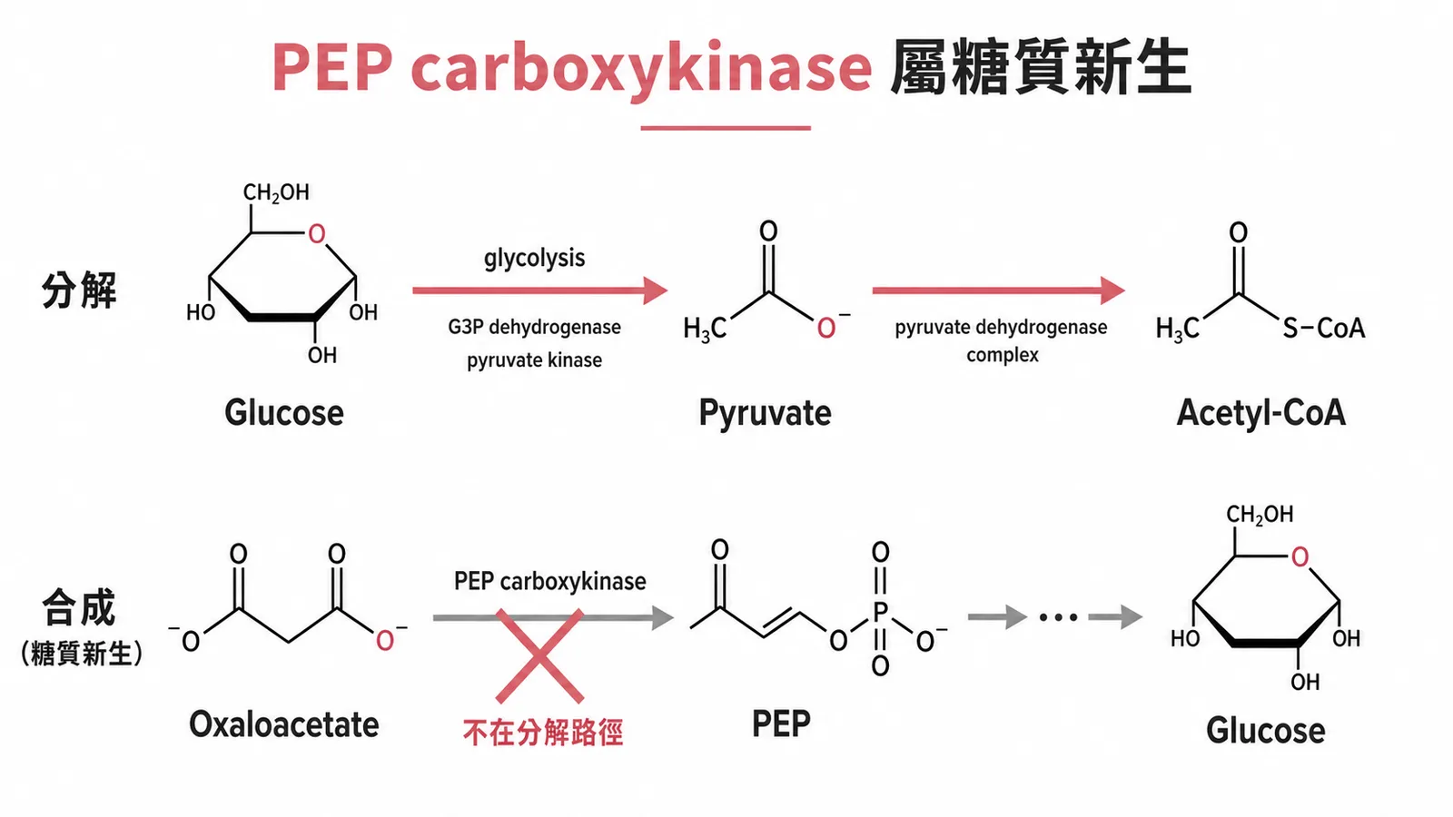 PEP carboxykinase屬於糖質新生路徑,不參與葡萄糖分解成acetyl-CoA的過程