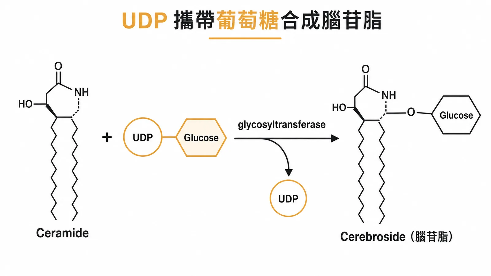 UDP攜帶葡萄糖經glycosyltransferase將醣基轉移至ceramide合成cerebroside