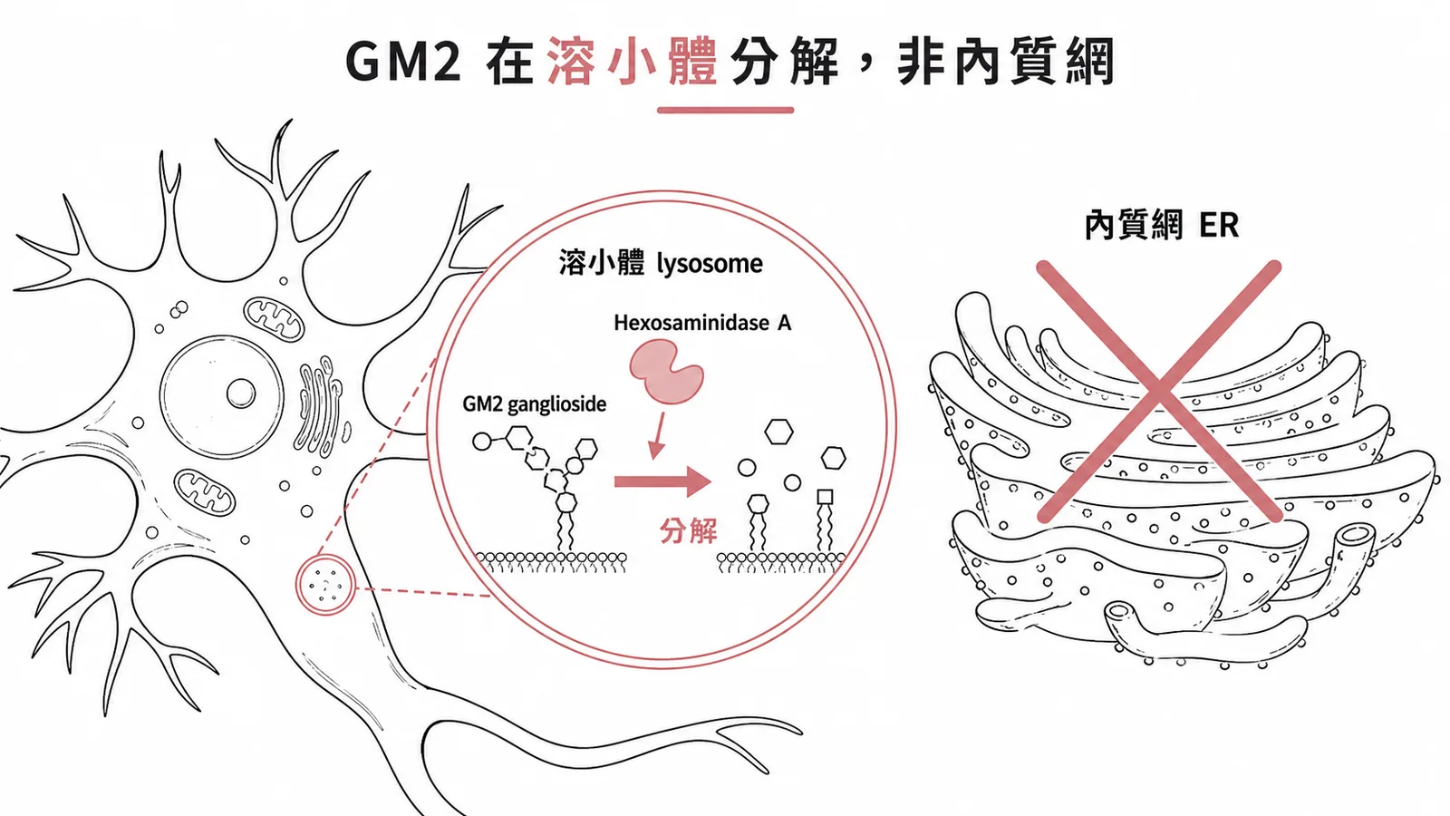 Tay-Sachs disease:GM2 ganglioside 在溶小體分解,非內質網