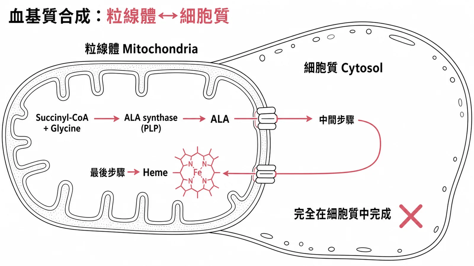 血基質合成橫跨粒線體與細胞質雙區室