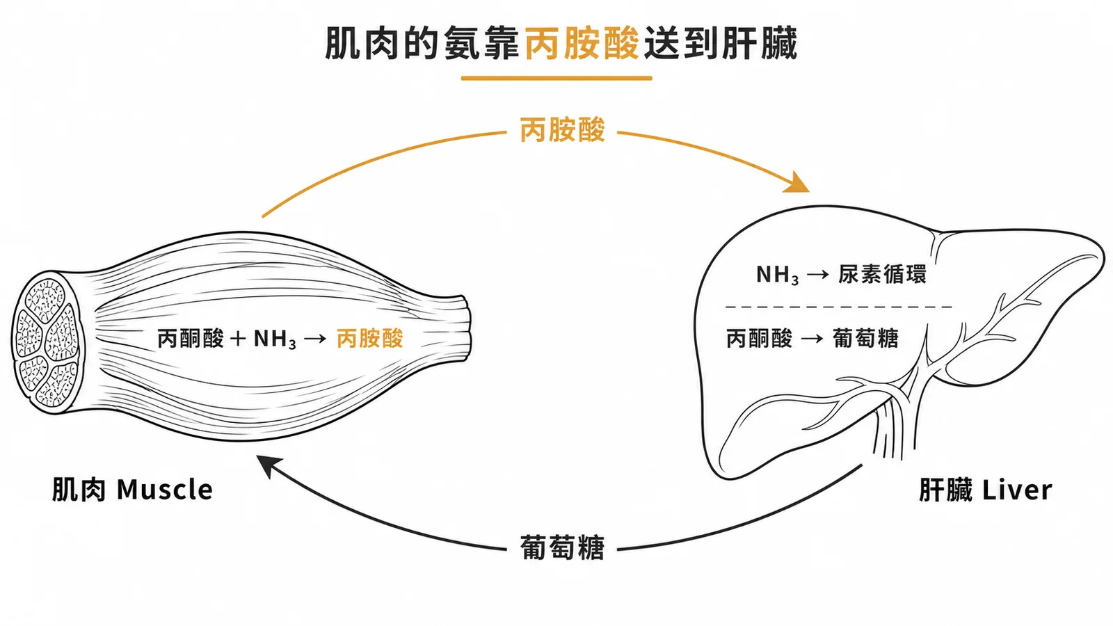 肌肉中的氨以丙胺酸形式經血液運送至肝臟的葡萄糖-丙胺酸循環